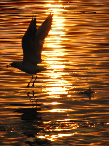 sunset birds iran esfahan seabird isfahan اصفهان رود زاینده زایندهرود reyhaneh zayandehrod مرغدریایی 299flickrexplore مرغبدجنسی مرغبدجنسیورژن2