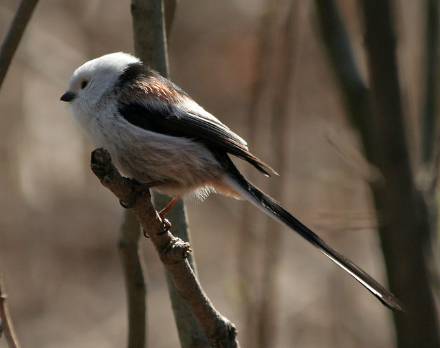 Photograph titled 'Long-tailed Tit'