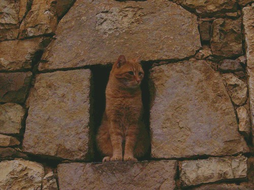 sunset portrait españa naturaleza nature stone cat atardecer spain retrato asturias gato ocaso animalplanet piedra caso caleao