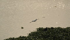 Birds of Hebbal Lake, Bangalore