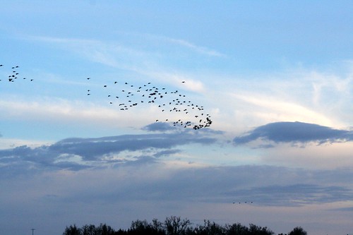 nebraska crane migration sandhillcrane centralnebraska