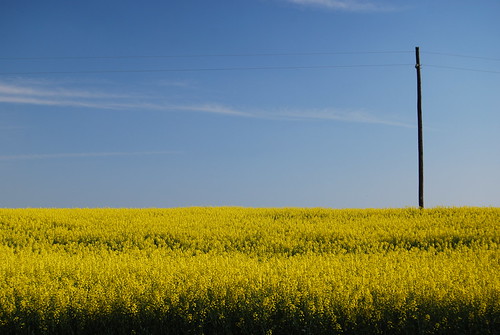 flowers yellow geotagged landscapes southcarolina april utilitypole minimalist countryroad ruralamerica nikond40x
