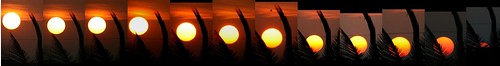 trees sunset orange sun dark golden globe series diwali mysore