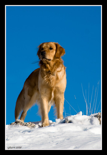 winter snow dogs animals geotagged golden december luke retriever neve inverno dicembre animali 2007 abruzzo cani laquila ovindoli rovere aplusphoto geo:lat=421660623157852 geo:lon=135124591315786