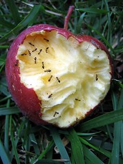 ants apple