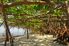 Gumbo Limbo Mangrove Canopy