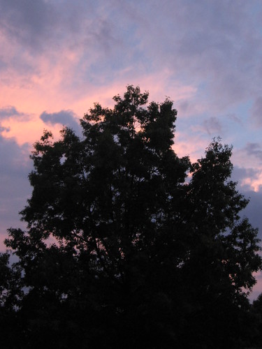 sunset sky tree silhouette pinksky krmb