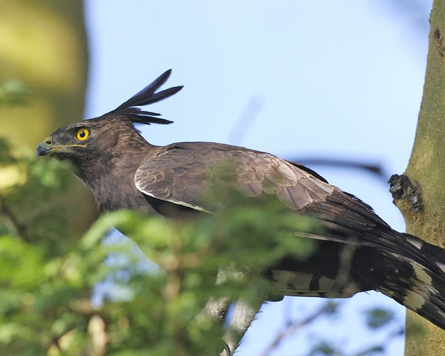 Long-crested eagle (Lophaetus occipitalis)