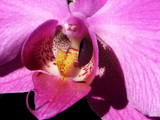 Sweet Orchid
