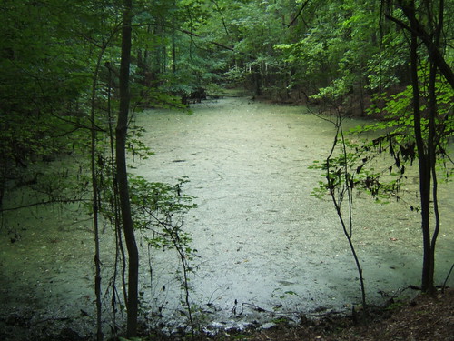 creek alligator swamp duckweed congaree