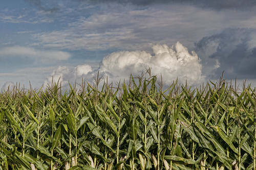 clouds corn farm cornfields