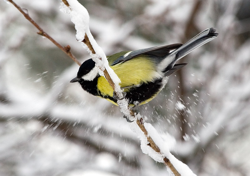 Photograph titled 'Great Tit'
