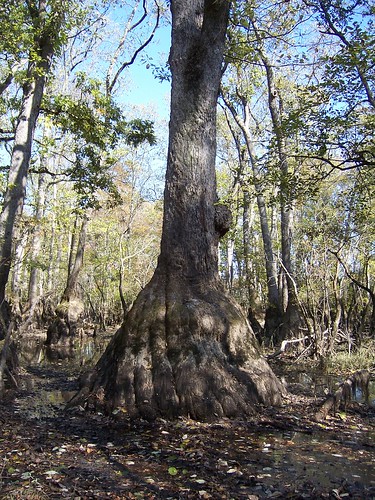 old bridge trees plants forest virginia native virgin growth swamp cypress nottoway