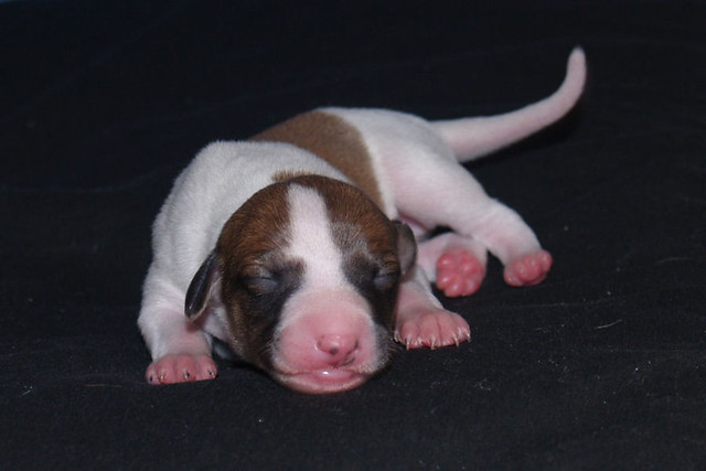 Animagi's Armadillo Whippet puppy : 5 days old