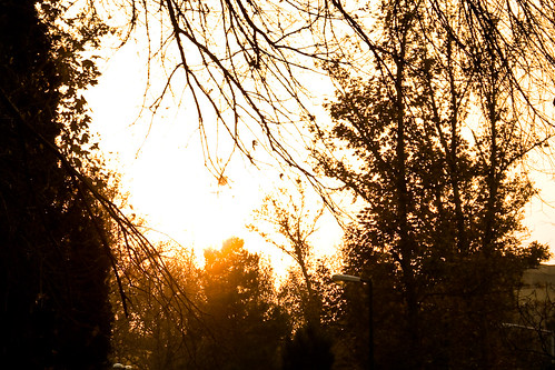 trees light sunset silhouettes