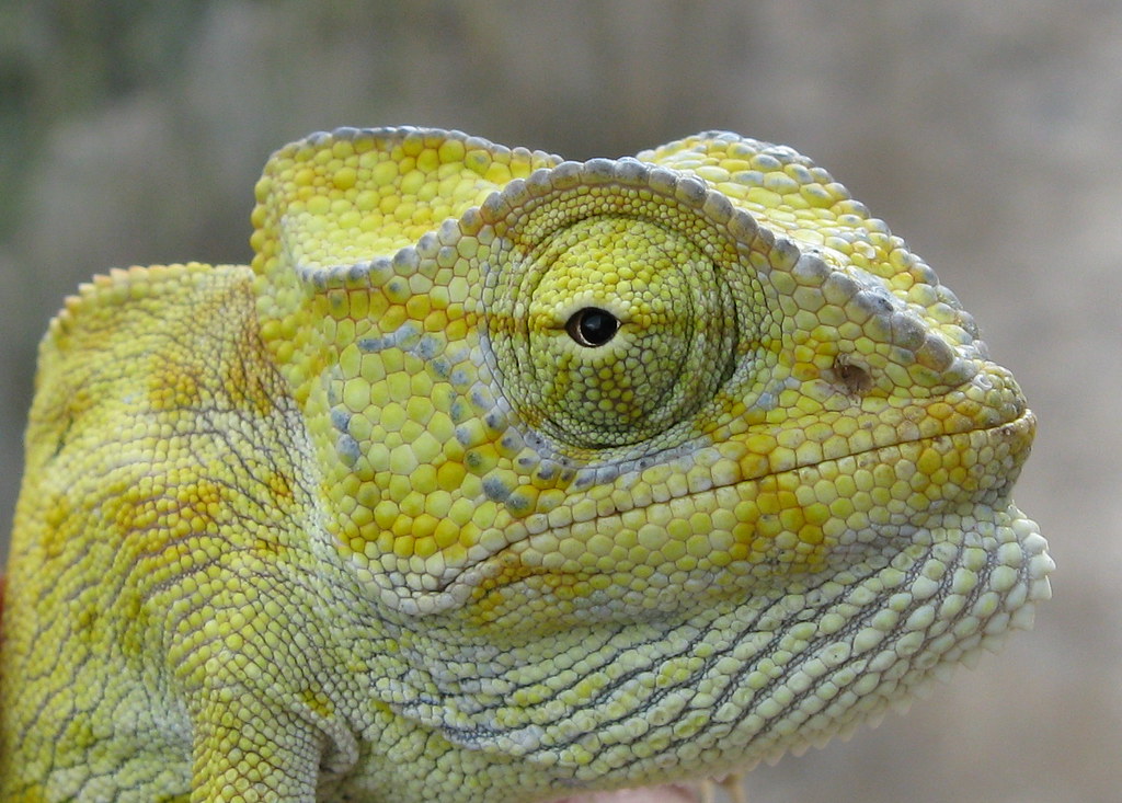 "I'm too old for this" look | A chameleon is looking back at… | Flickr