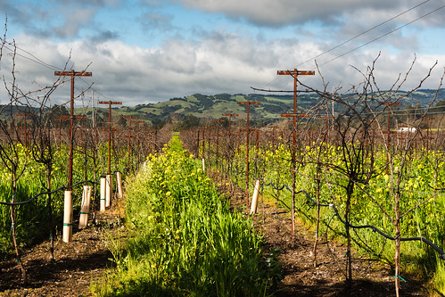 california landscape sonoma winery unitedstates us