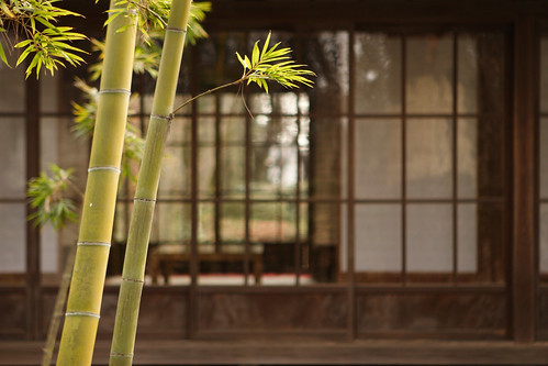 Garden Bamboo per mrhayata a Flickr
