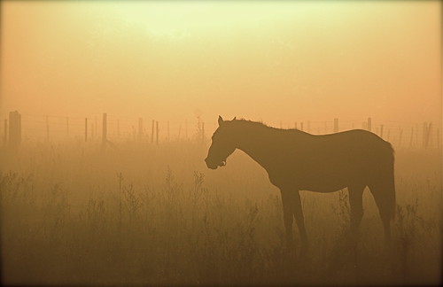 horses argentina animals silhouette fields 2008