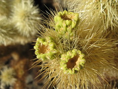 Joshua Tree National Park (Cholla Cactus Garden)