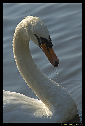 white bird water swan