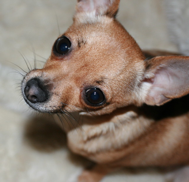 Foxy chihuahua | Flickr - Photo Sharing!