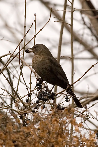 Photograph titled 'Eurasian Blackbird'