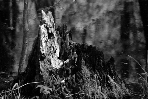 lake tree stump marsh lakelansingparknorth