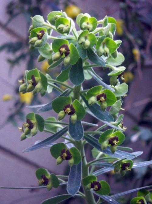 Euphorbia characias 2385193622_03e1282385_o