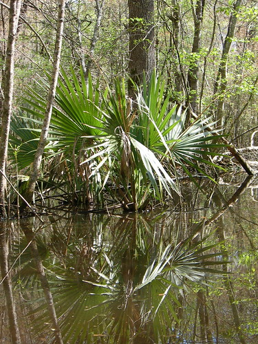 southcarolina swamp stgeorge beaverpond dorchestercounty