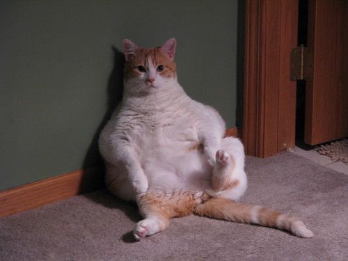 Fat Cat Picture - Moe