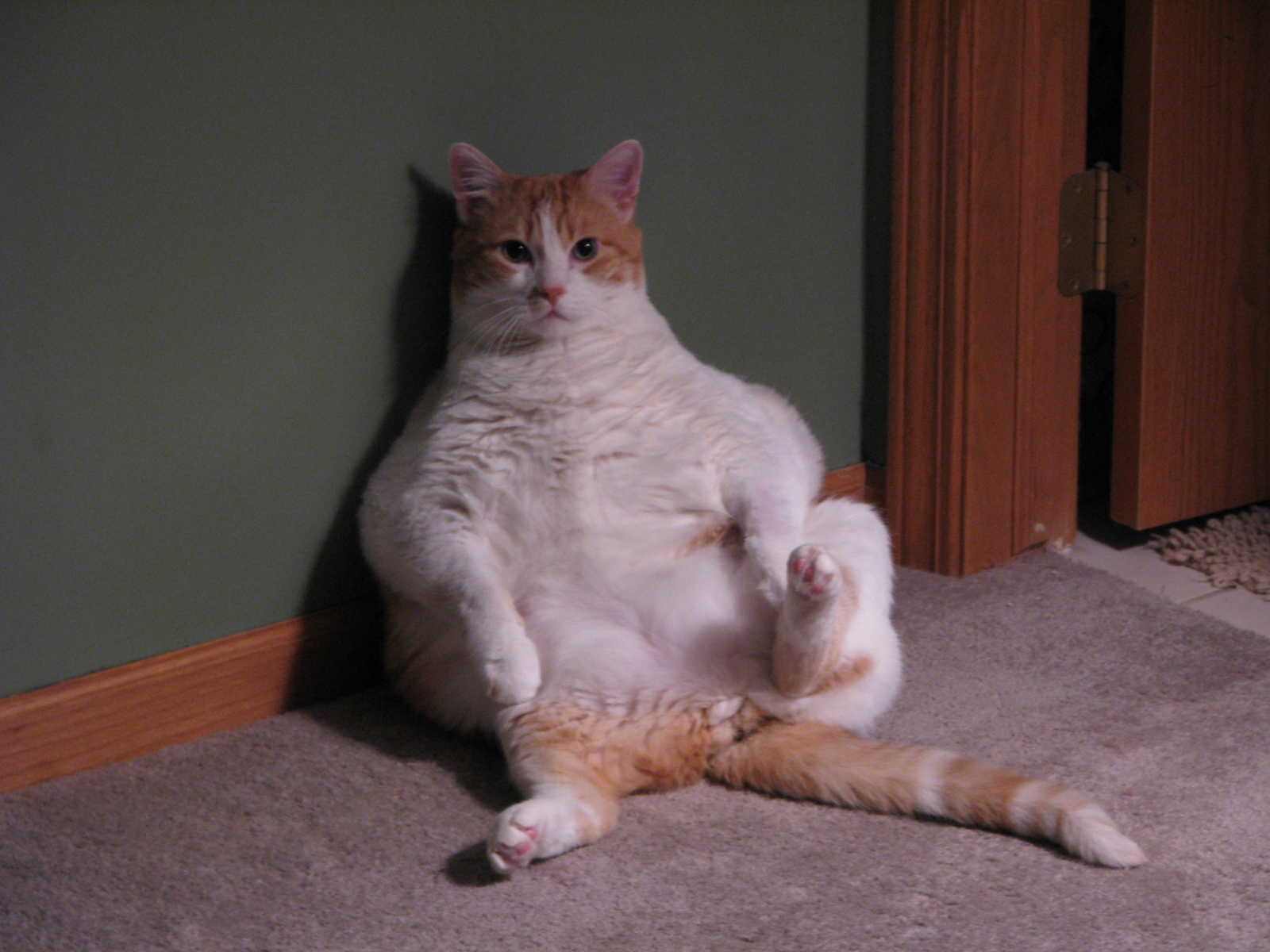 Fat Cat Pics 120