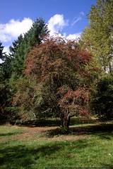 hawthorn berry tree    MG 6637 