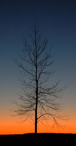 blue sunset orange black tree geotagged virginia dusk january manassas dcist 2008 geo:lat=38741649 geo:lon=77510793