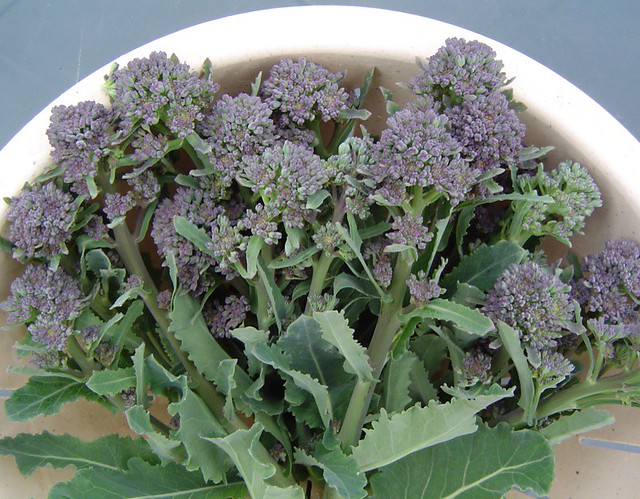 Favourite plants: Broccoli spears