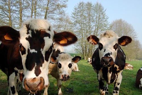 france countryside cow campagne vache perche bassenormandie normande