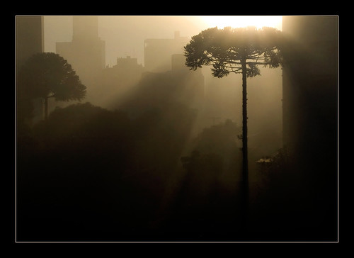 morning brazil mist brasil curitiba araucaria parana neblina manhã batel ruagutemberg mywinners anawesomeshot