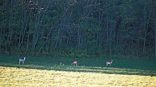 forest deer animals wildlife 2007 trees sunset sunny film landscape day afternoon nature woods aerial botetourtcounty virginia everything botetourt nosduhmj brunswickforgeroad