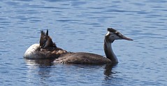 Great Crested Grebe (adult + imm.)