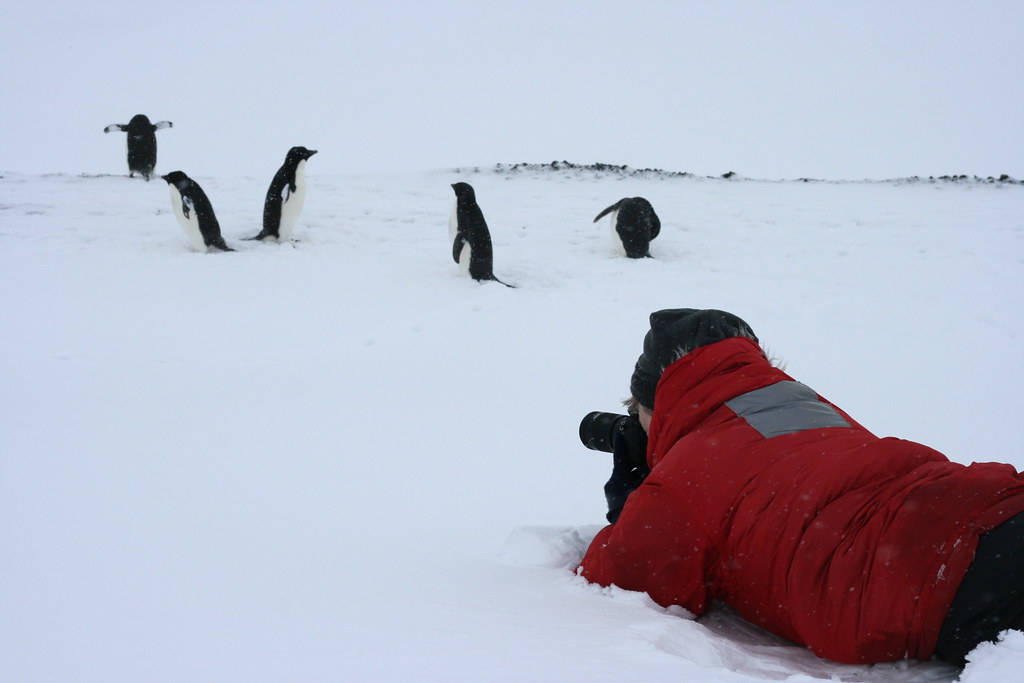 Antarctica: Penguin Hunting