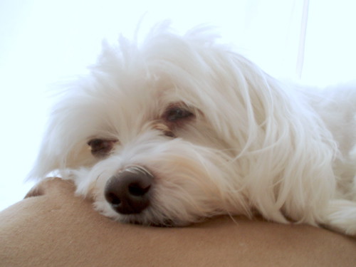 Picture Of Lucky The Maltese Dog - September 22, 2007