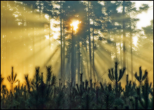 morning trees mist fog forest sunrise god religion olympus mystical sunbeams bracknell e510 higherpower