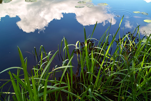 cloud reflection water grass sweden uppsala foveon ulvakvarn sigmadp1