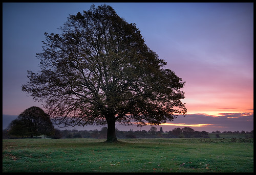 morning tree sunrise dawn westwood beverley eastyorkshire