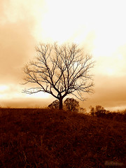 Sepia Walnut Standing Alone On A Sepia Hilltop