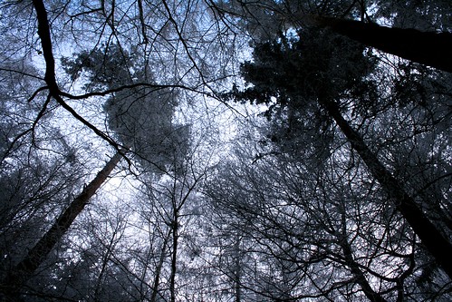 wood winter nature forest canon eos 400d weisenhorn