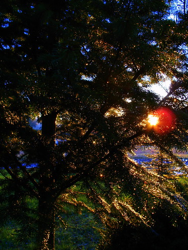sunset tree home rain oregon garden droplets silverton