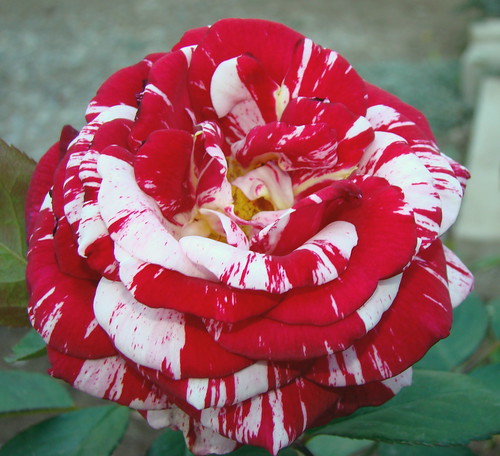 flor rosa rosal naturesfinest mywinner avision anawesomeshot superbmasterpiece excellentsflowers
