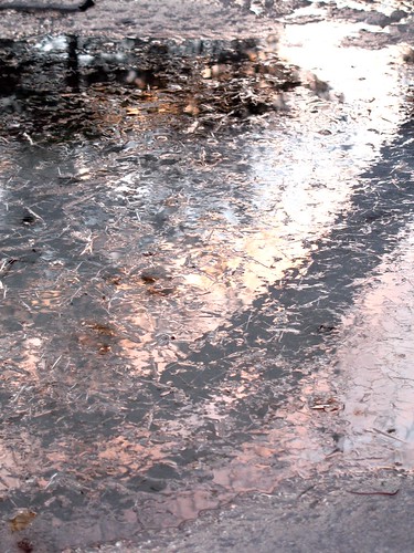 reflection tree ice puddle