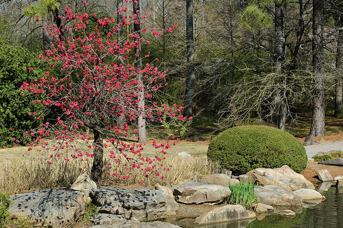 lake gardens cherry botanical japanesegarden birmingham alabama